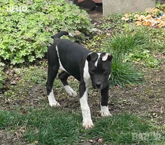 ПРОДАВАМ МАЛКИ ЕЛИТНИ  ПИТБУЛИ !!!