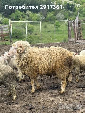 Ovce, снимка 2 - Овце - 54356491