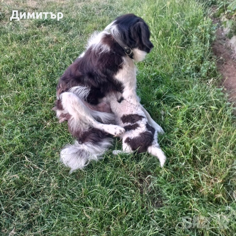 мъжко кутре, снимка 4 - Каракачанска овчарка - 55009794