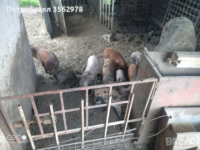 прасенца , снимка 15 - Прасета - 52020221