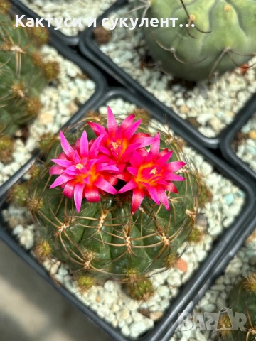 Кактус Oroya Peruviana var minima 