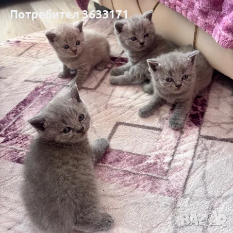 Британски късокосмести котенца!, снимка 2 - Британска късокосместа - 55528270