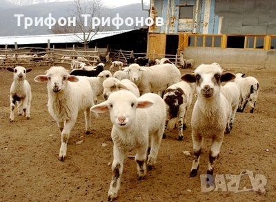 ПРОДАВАМ АГНЕТА ЗА 6.00€/кг.