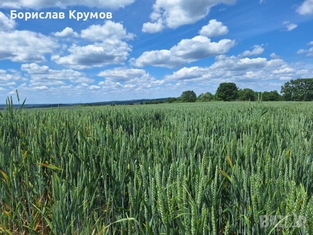 Търся ЗЕМЕДЕЛСКА ЗЕМЯ за купуване и арендоване в района на с. Орлов дол, с. Владимирово, с. Главан, снимка 5 - Земеделска земя - 51291031