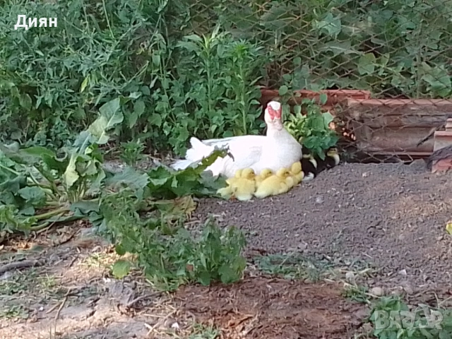 Оплодени кокоши яйца и от патица, снимка 2 - Кокошки и пуйки - 53993009