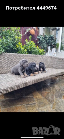 Кане корсо (ферментино), снимка 2 - Кане корсо - 54090889