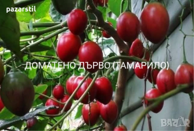 ДОМАТЕНО ДЪРВО (Тамарило)