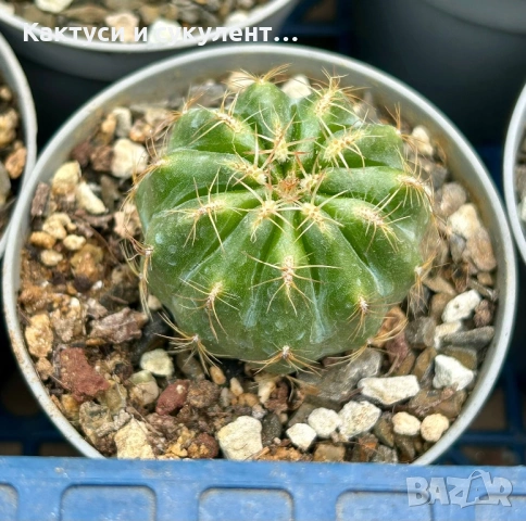 Кактус Oroya Peruviana var minima , снимка 5 - Градински цветя и растения - 54593992