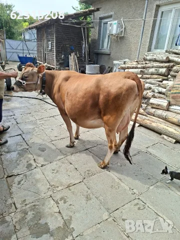 Юница "Джерсе". , снимка 10 - Крави - 55429311