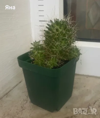Кактус Mammillaria decipiens, снимка 4 - Стайни растения - 55692284