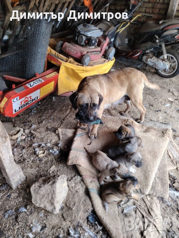 Продавам чистокръвни кученца 5бр 1мъшко 4 женски