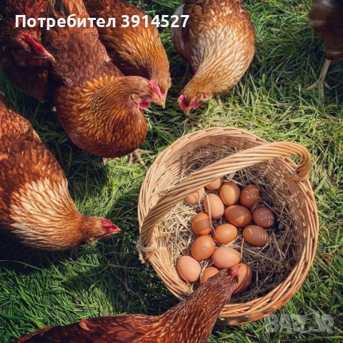 Яйца от  щастливи кокошки 