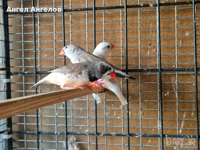 зеброви амадини , снимка 2 - Амадини - 55637073