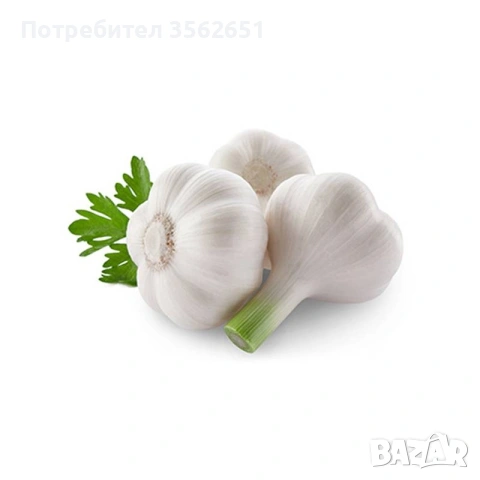 ЧЕСЪН!!! продавам пресен чесън