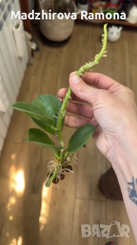 Hoya Хоя Pachyclada Red Corona 