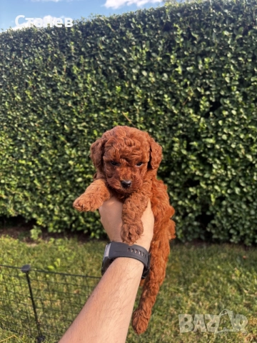 Мини пудели / Mini Poodles, снимка 2 - Пудели - 55286833