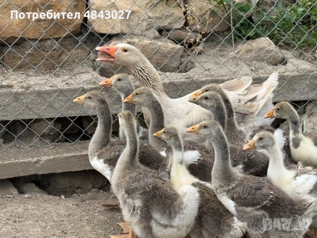 Продавам домашни гъсета на 1 месец и женска гъска майка