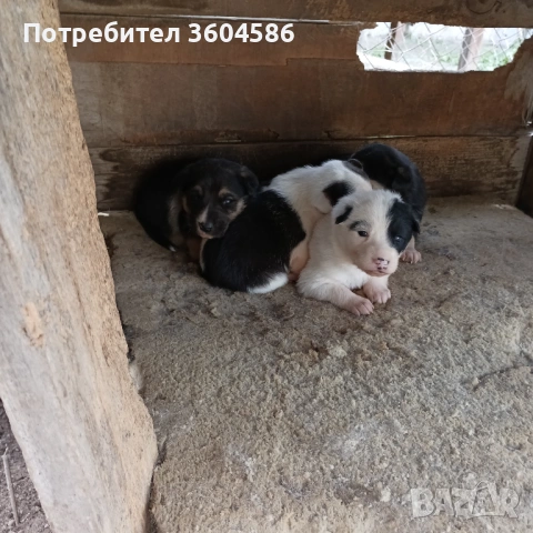 Куче хъски , снимка 2 - Хъски - 54401604