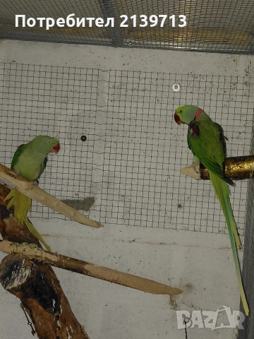 Продавам двойка Голям Александър, снимка 10 - Папагали - 54220545
