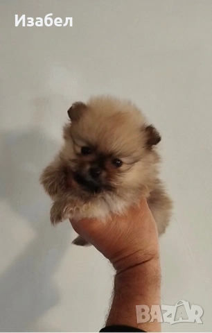 Померани , снимка 3 - Померан - 54283258