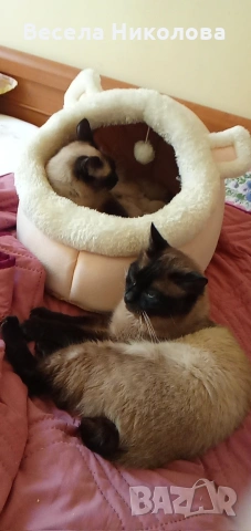 Мъжко сиамско коте , снимка 7 - Сиамска - 54191599