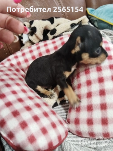 Пинчер мини, снимка 4 - Пинчер - 54150827