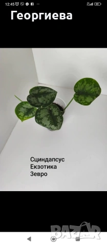 декоративно листни растения , снимка 6 - Стайни растения - 54615479