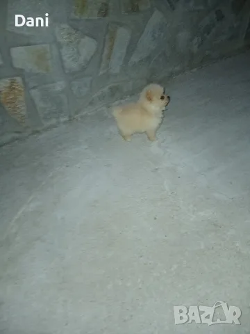 Mini Pomeran sladyri, снимка 2 - Померан - 55631937