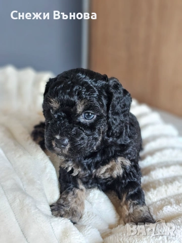 Ексклузивни Малтипу F1b бебета (Maltipoo) + Пълен Премиум Стартов Пакет (Подарък над 300€), снимка 6 - Други - 54980547
