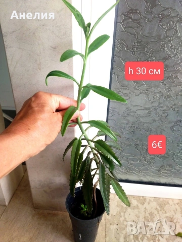 Каланхое лечебно , снимка 2 - Стайни растения - 54681239