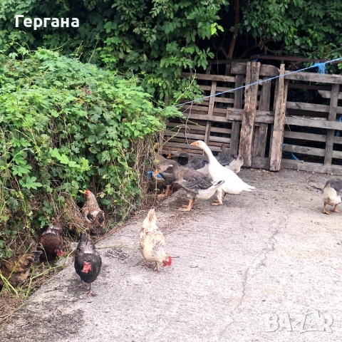 Домашни  яйца, снимка 3 - Домашни продукти - 54802431