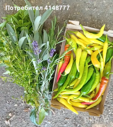 🌶️🌿Свежи Билки и Люти Чушлета Мix