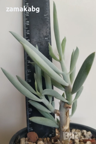 Сенецио (Senecio serpens) сукулентно растение 13-14 см, снимка 2 - Градински цветя и растения - 54442200