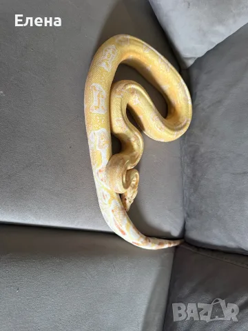 Боа Удушвач / Boa constrictor, снимка 5 - Змии - 55691159