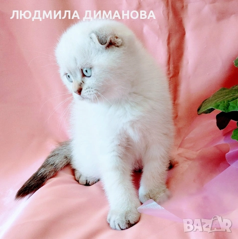 Шотландско мъжко Скоттиш Фолд , снимка 7 - Британска късокосместа - 54665341