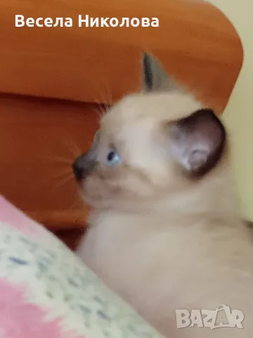 Мъжко сиамско коте, снимка 16 - Сиамска - 53921158