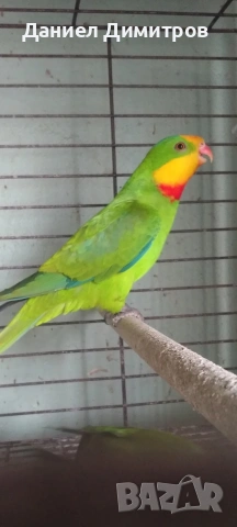 птици на добри цени 🦜, снимка 5 - За птици - 54742395