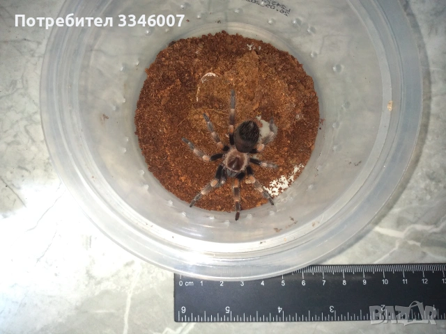 Tarantula - Продавам Тарантyли от снимите - получавате това което виждате, снимка 9 - Други - 44106536