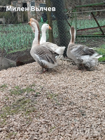 Гъски хломогорски , снимка 3 - Патици и гъски - 54103724
