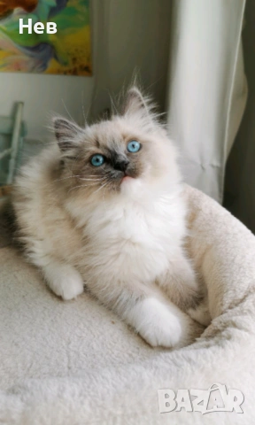 Ragdoll рагдол/регдол  котe 