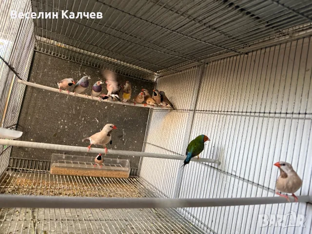 Различни видове амадини, снимка 2 - Амадини - 55365792