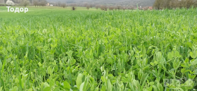 Продавам бали грах с овес, снимка 4 - Други животни - 54740240