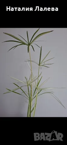 Водна палма, циперус, Cyperus alternifolius variegata, снимка 5 - Стайни растения - 55320628