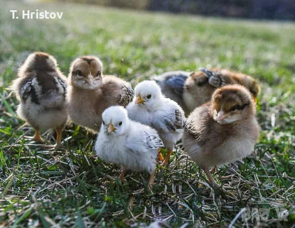 Пилета и кокошки