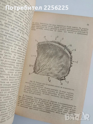 Анатомия на двигателния апарат на човека ( 1 и 2 част), снимка 10 - Специализирана литература - 54436147