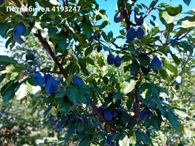 Сливи за ракия,компот и сладко, снимка 2 - Домашни продукти - 55680373