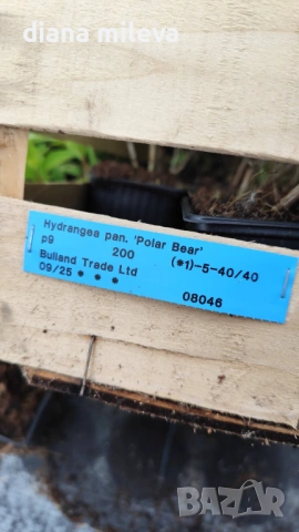 Хортензия метличеста „Полярна мечка“, Hydrangea paniculata 'Polar Bear', снимка 7 - Градински цветя и растения - 54609683