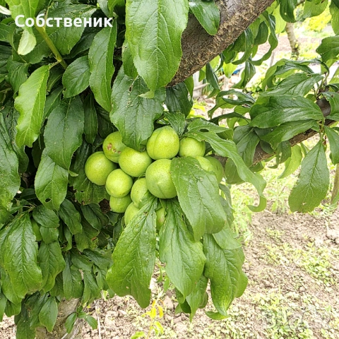 Парцел с овошки, снимка 4 - Парцели - 54730105
