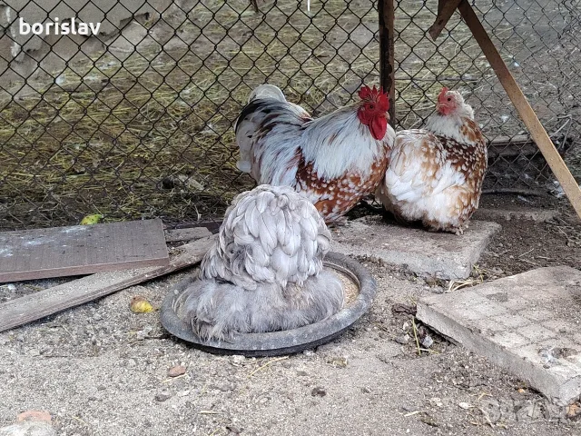 продавам яйца за лупене от мини кохин