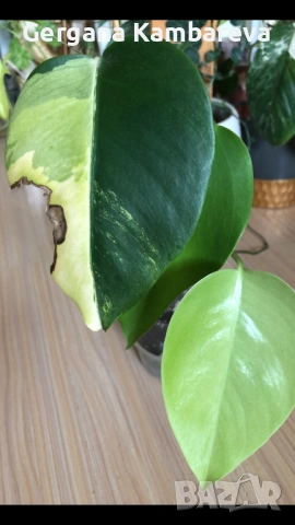 Monstera Marmorata Tricolor 